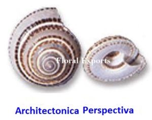 CHITECTONICA PERSPECTIVA