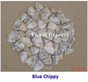 BLUE CHIPPY 2