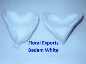 Badam White Loose