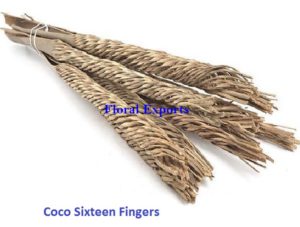 COCO SIXTEEN FINGERS