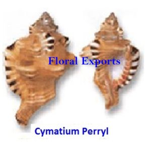 CYMATIUM PERRYL