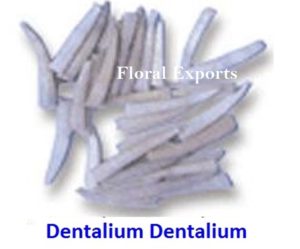 DENTALIUM DENTALIUM