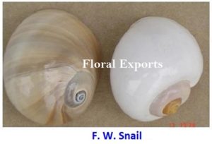 F.W.SNAIL