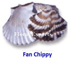 FAN CHIPPY