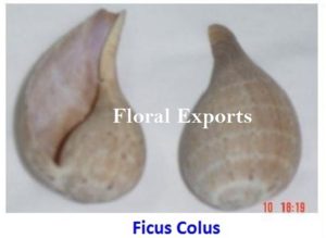 FICUS COLUS