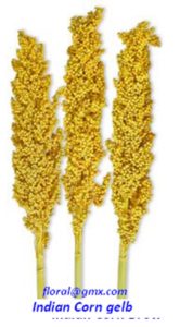 INDIAN CORN YELLOW