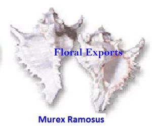 MUREX RAMOSUS