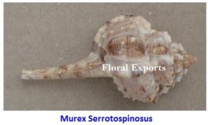 MUREX SERROTOSPINOSUS