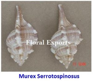 MUREX SERROTOSPINOSUS