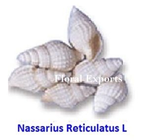 NASSARIUD RETICULATUS L