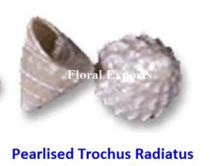 PEARLISED TROCHUS RADIATUS