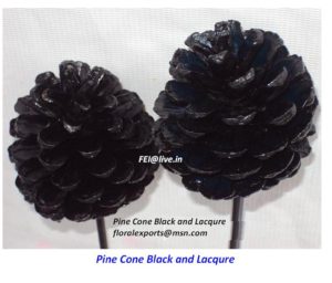 PINE CONE BLACK & LACQURE