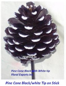 PINE CONE BLACK & WHITE TIP