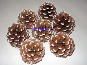 PINE CONE FRESTED Loose