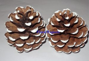 PINE CONE FROSTED