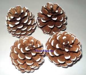 PINE CONE FROSTED LOOSE F