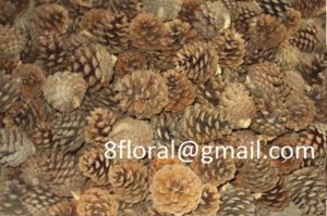 PINE CONE NATURAL