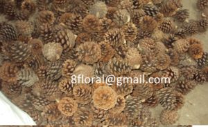 PINE CONE NATURAL1