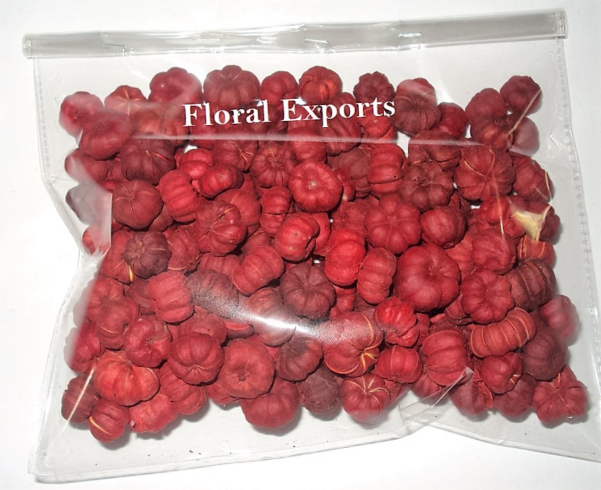 PUTKA PODS COLOUR