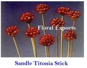 SANDLE TITONIA STICK