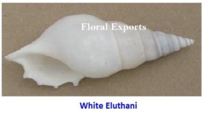 WHITE ELUTHANI