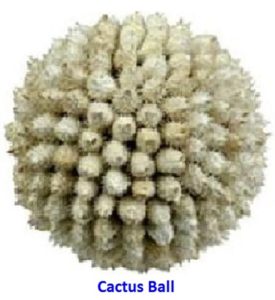 CACTUS BALL