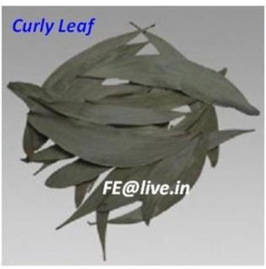 CURLY LEAF