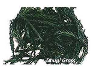 Dhupi Grass