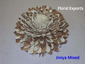 JINIYA MIXED