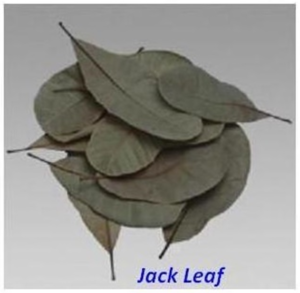 JACK LEAF