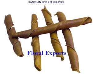 KANCHAN PODS