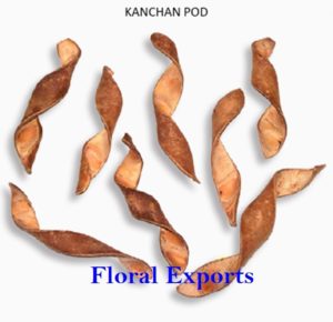 KANCHAN PODS OPEN