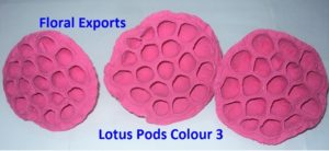 LOTUS MEDIUM COLOUR 1