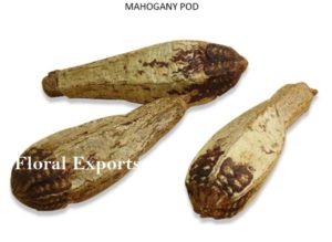 MAHOGANY PODS