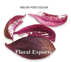 MELON PODS COLOUR