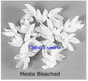 MESTA BLEACH