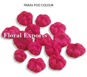 PARAS POD COLOUR