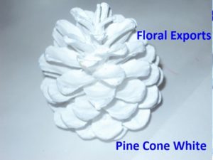 PINE CONE WHITE