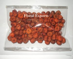 PUTKA PODS COLOUR 1