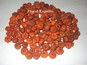 PUTKA PODS COLOUR LOOSE