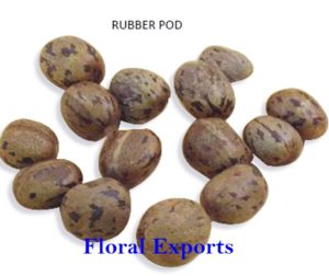 RUBBER POD