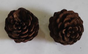 SMALL PINE CONE COLOUR