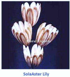 SOLA ASTER LILY