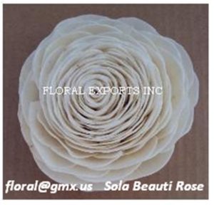 SOLA BEAUTI ROSE