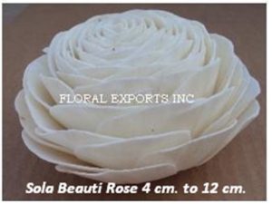 SOLA BEAUTI ROSE