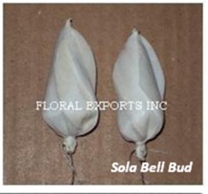 SOLA BELL BUD