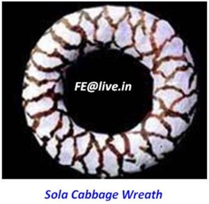 SOLA CABBAGE WREATH