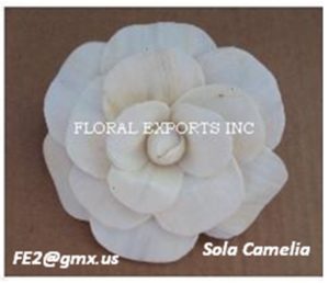 SOLA CAMELIA