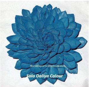 SOLA DALIYA COLOUR 7