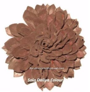 SOLA DALIYA COLOUR 9